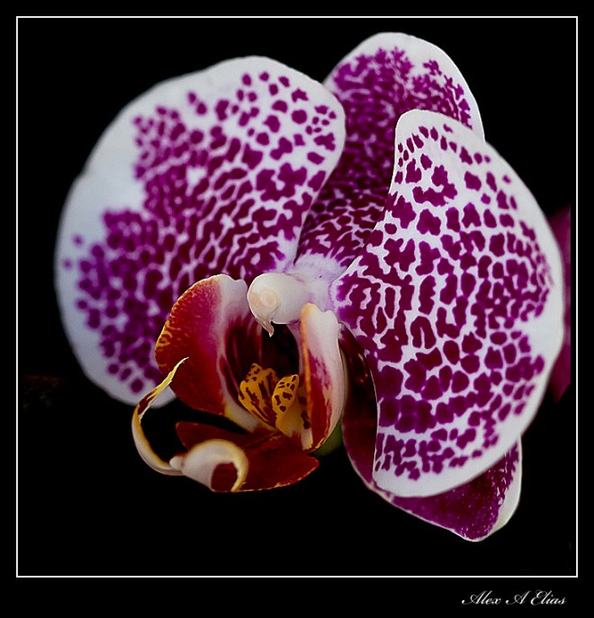 Orchid close up