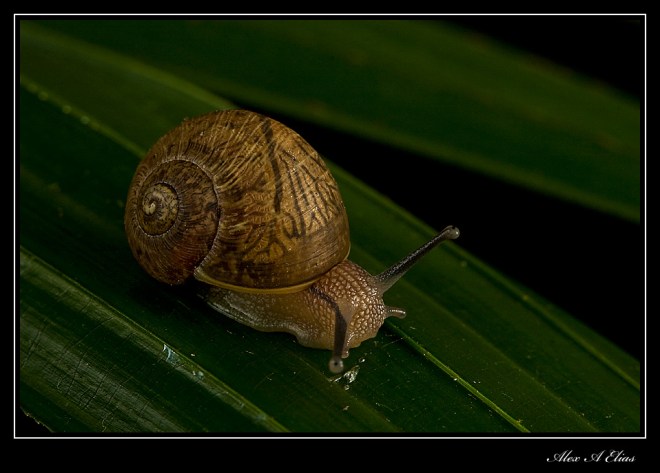 Snail_0340 Snail_0340