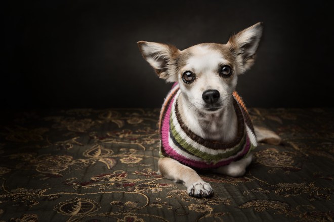 Portrait of Chihuahua dog.
